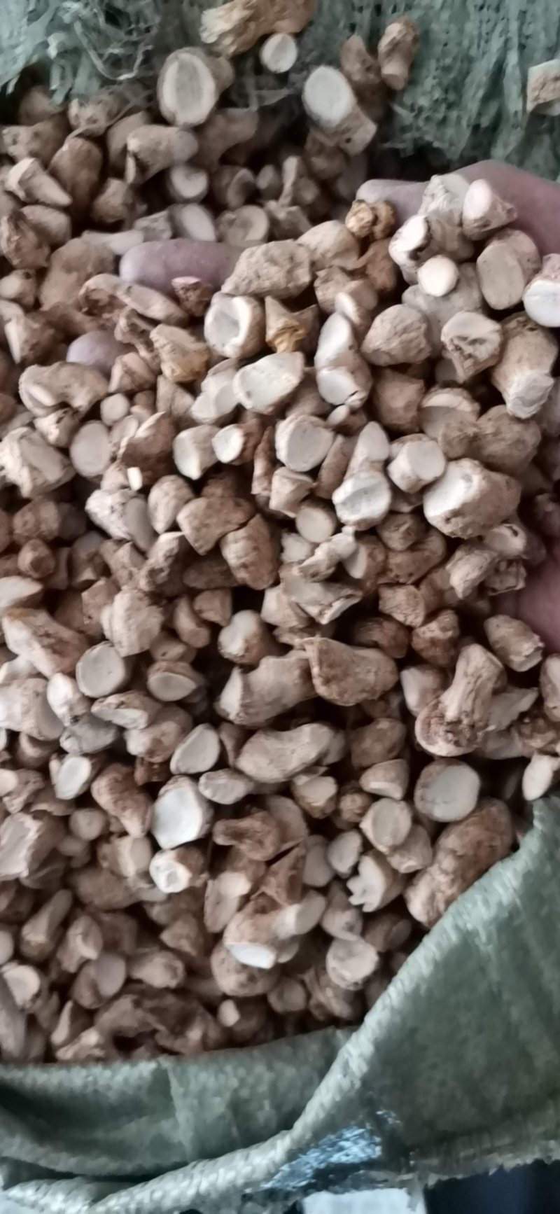 香菇脚