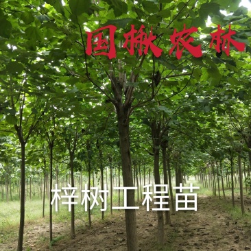 梓树1公分3公分5公分8公分10公分12公分规格齐全