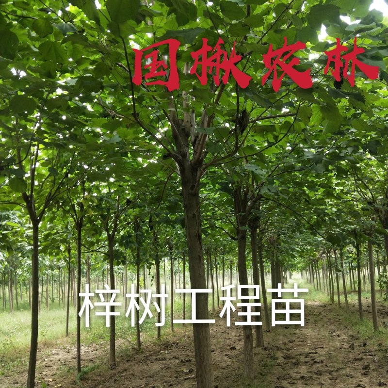 梓树1公分3公分5公分8公分10公分12公分规格齐全