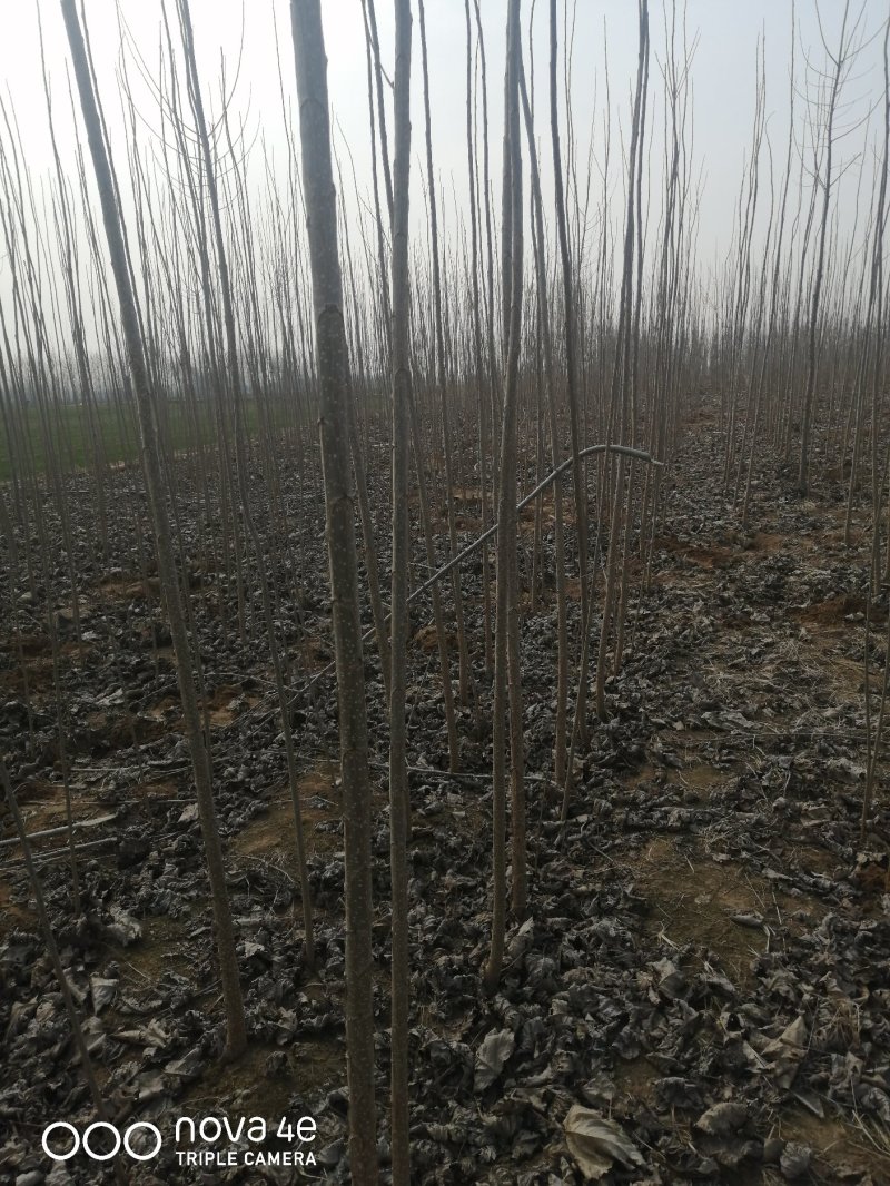 山东聊城杨树苗大量供应中产地直发可视频看货价格便宜