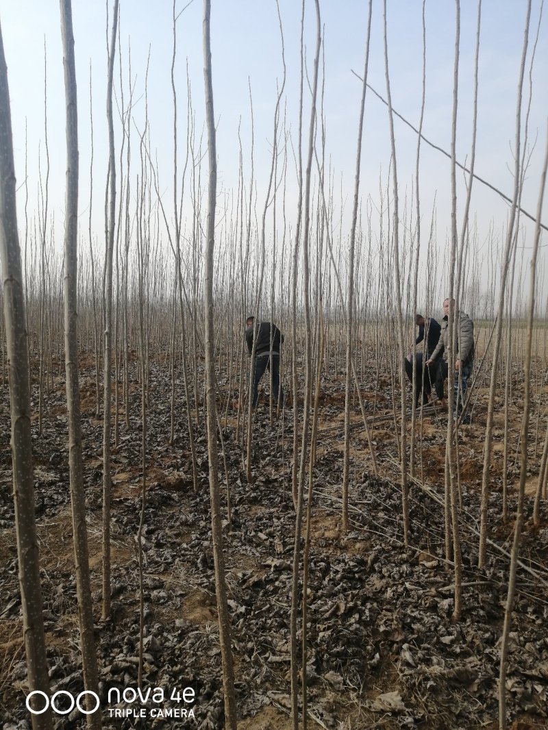 山东聊城杨树苗大量供应中产地直发可视频看货价格便宜