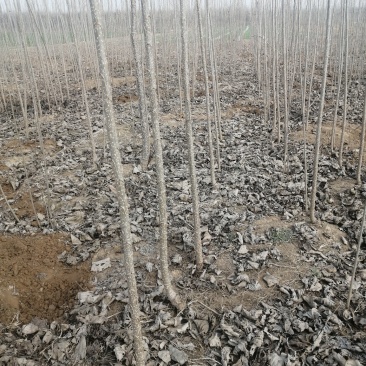 山东聊城杨树苗大量供应中产地直发可视频看货价格便宜