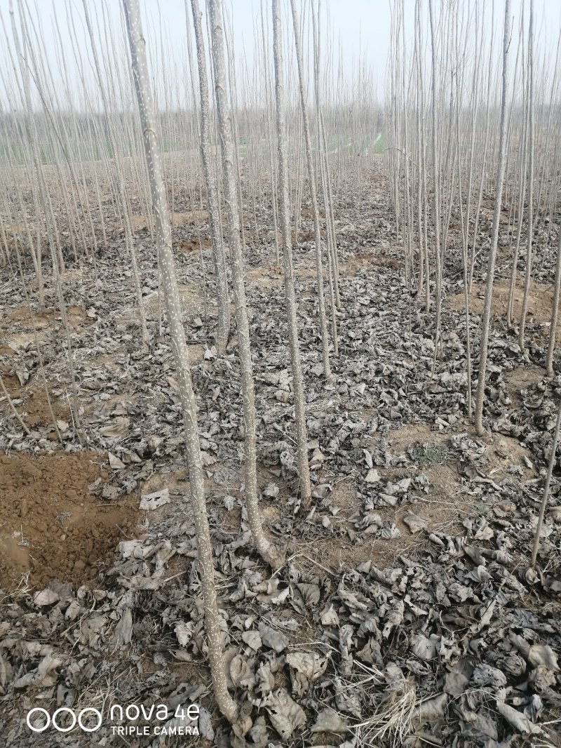 山东聊城杨树苗大量供应中产地直发可视频看货价格便宜