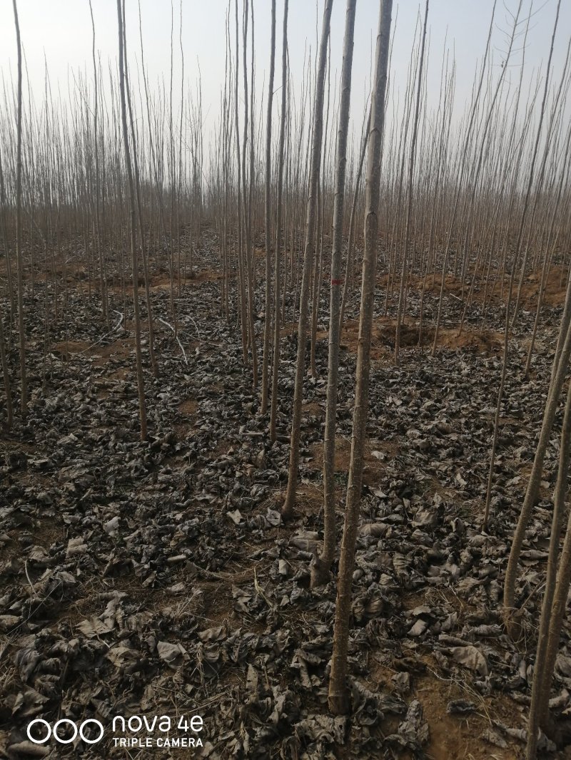 山东聊城杨树苗大量供应中产地直发可视频看货价格便宜