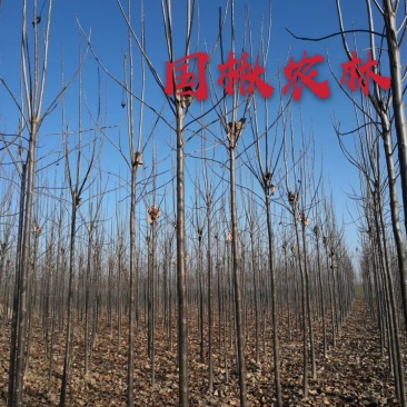 楸树楸树苗4-5-6-7公分