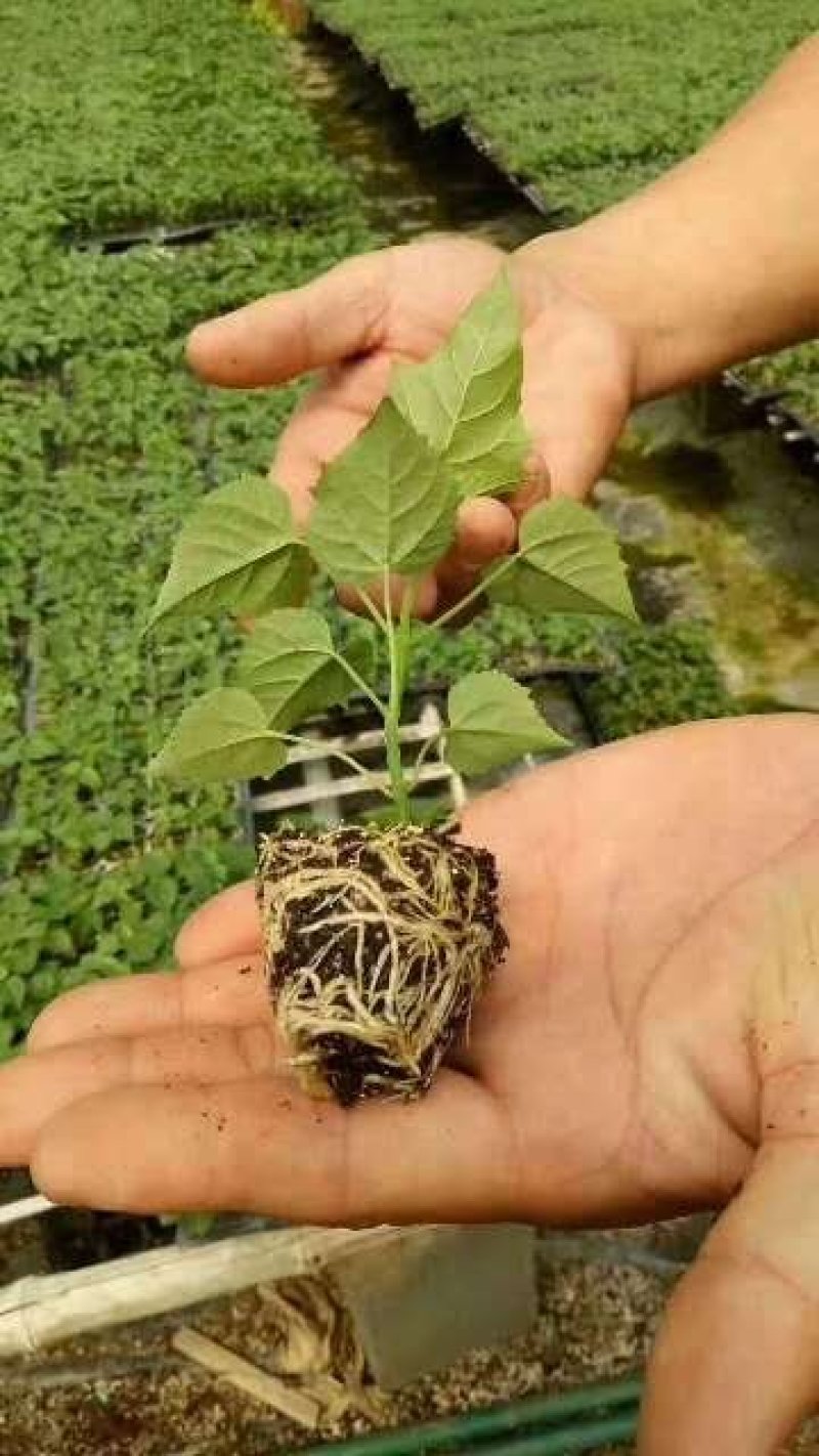 出售各种规格楸树小苗楸树工程苗