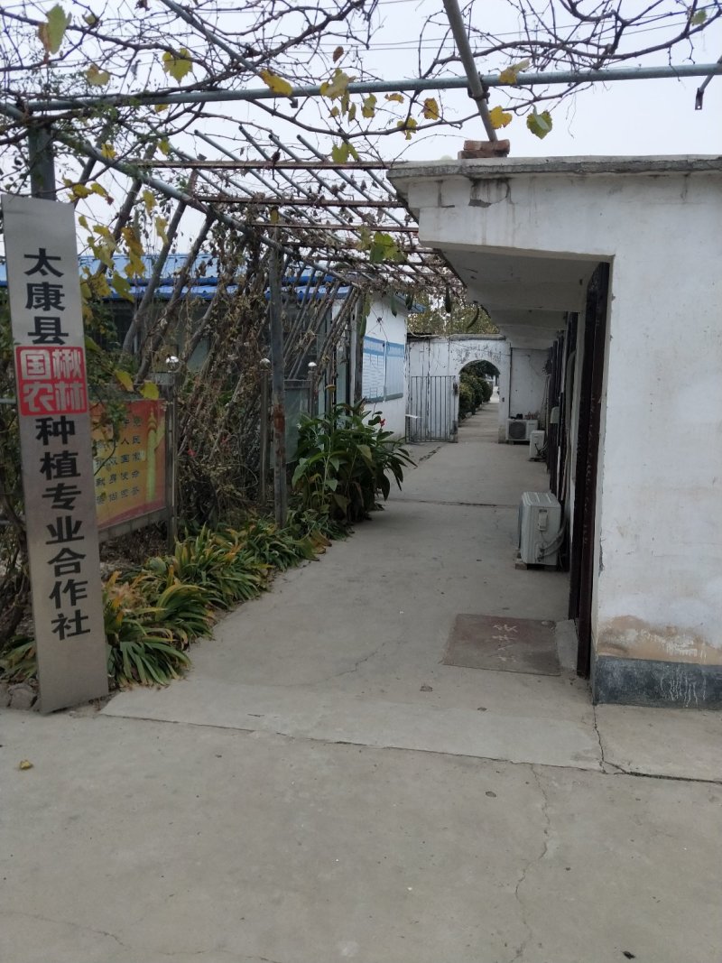 出售各种规格楸树小苗楸树工程苗