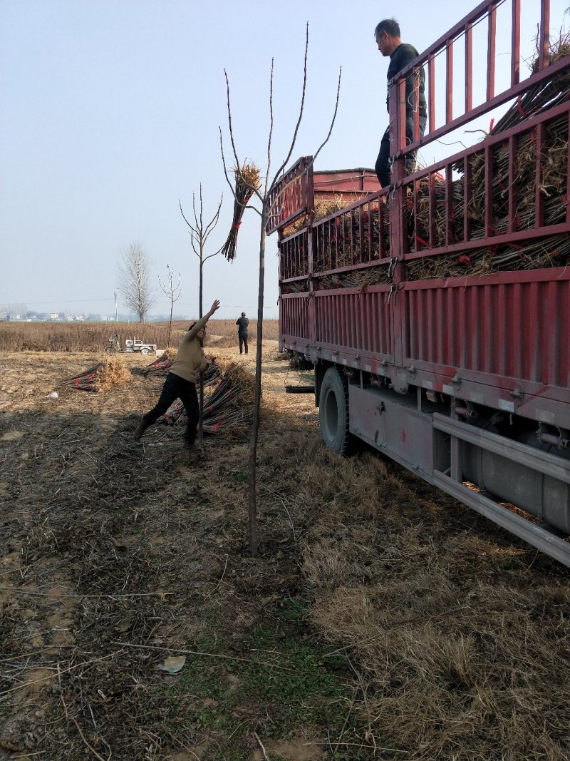 出售各种规格楸树小苗楸树工程苗