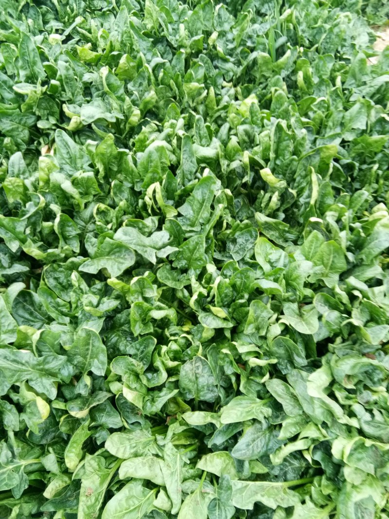 菠菜