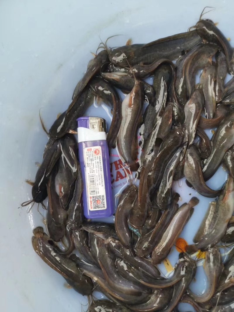 本地塘鲺苗杂交塘鲺苗塘角鱼鱼苗埃及塘鲺苗三黄塘鲺苗