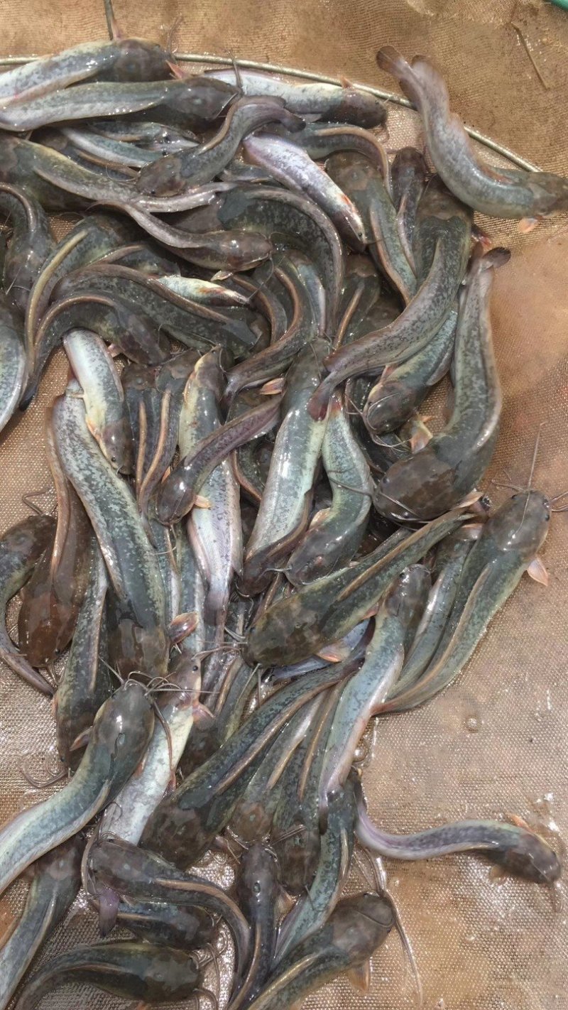 本地塘鲺苗杂交塘鲺苗塘角鱼鱼苗埃及塘鲺苗三黄塘鲺苗