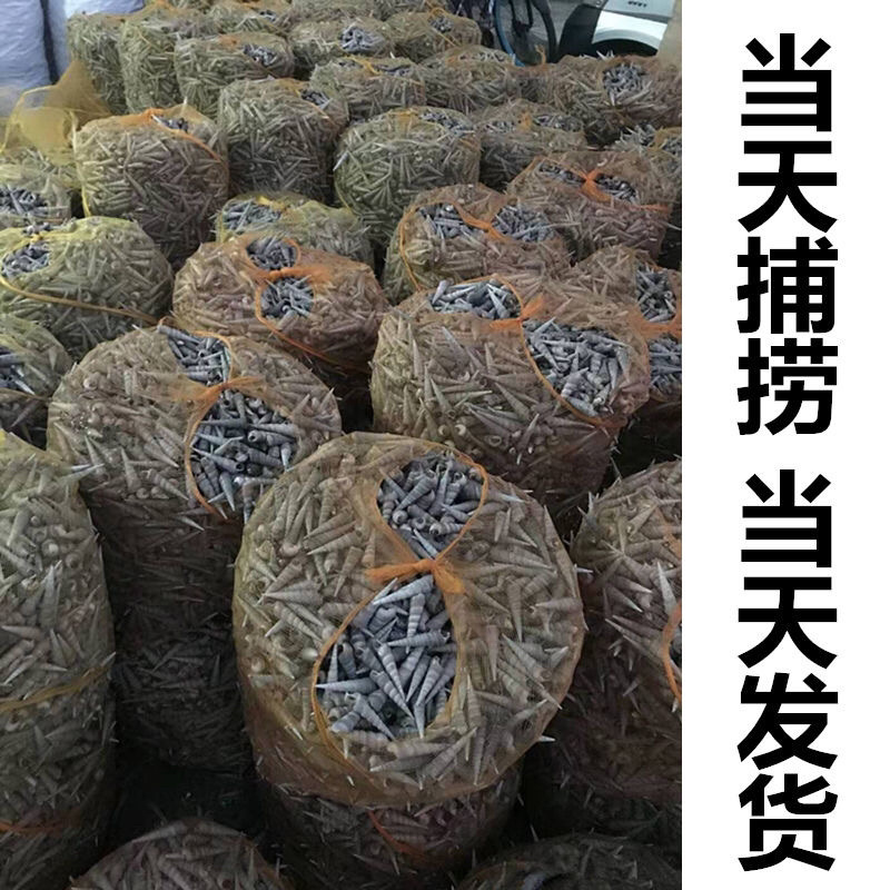 新鲜海钉螺海产螺丝鲜活钉螺去尾钉螺海螺丝