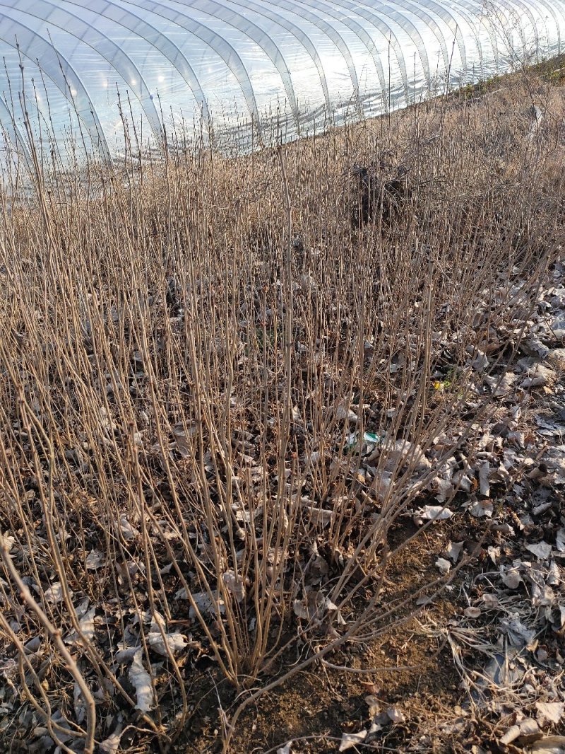 批发紫丁香苗，丁香树，紫花丁香