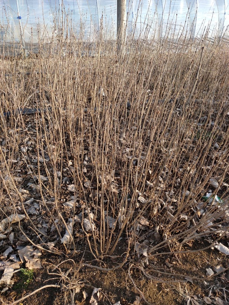 批发紫丁香苗，丁香树，紫花丁香