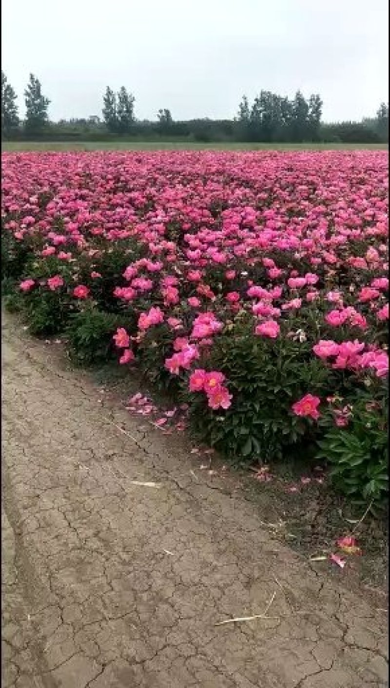 批发紫丁香苗，丁香树，紫花丁香
