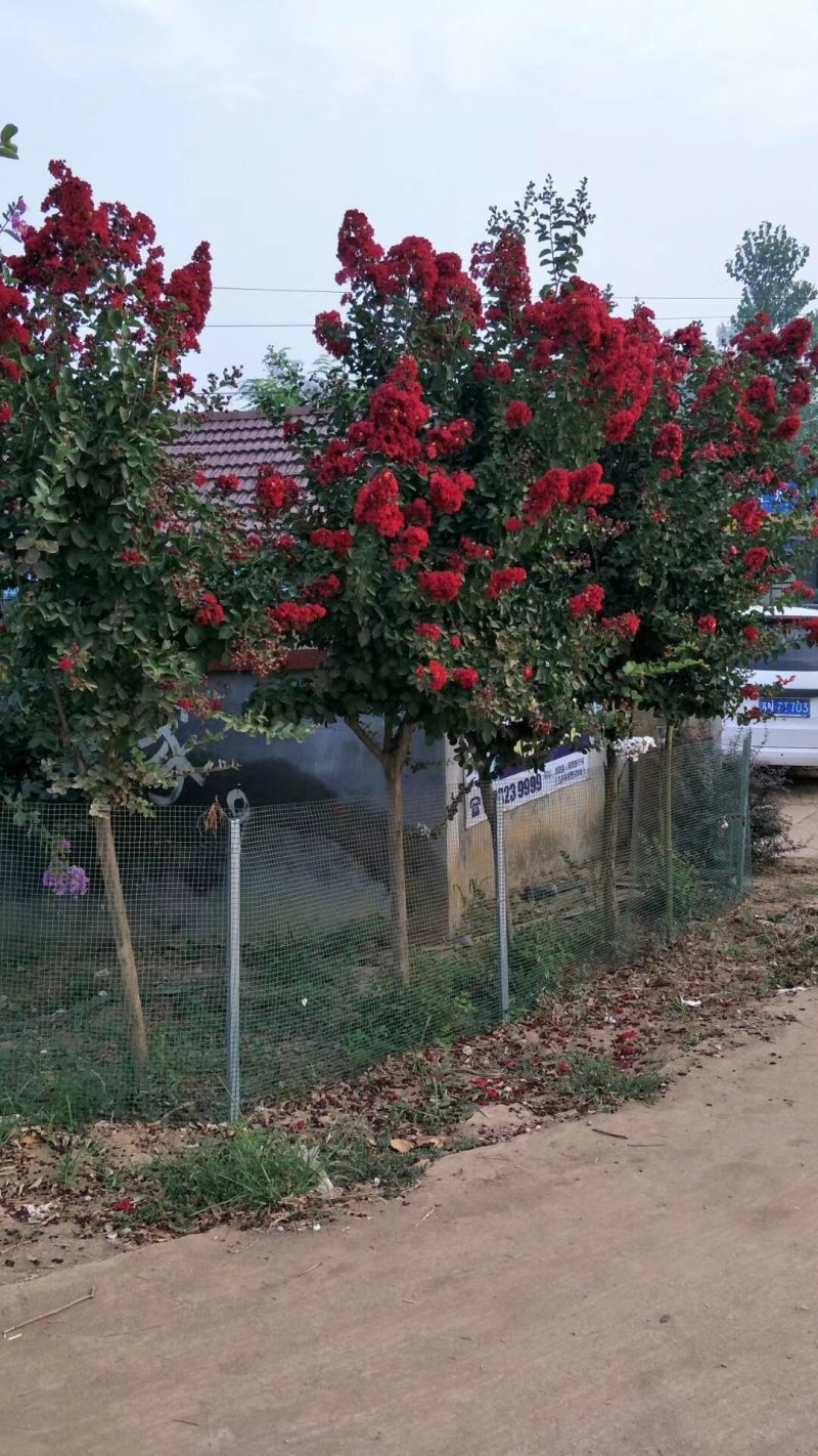 批发紫丁香苗，丁香树，紫花丁香