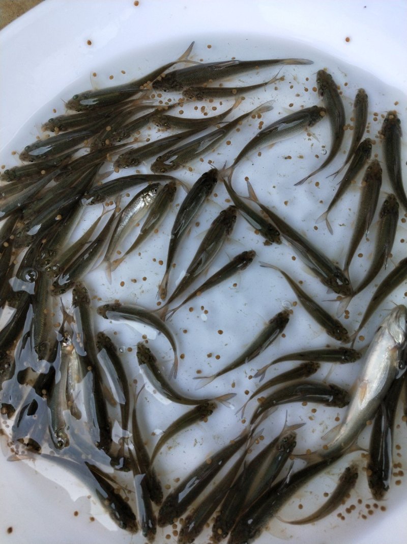银鳕苗银鳕鱼苗特种淡水鱼苗淡水银鳕鱼苗