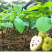 释迦果苗，植生苗，嫁接苗