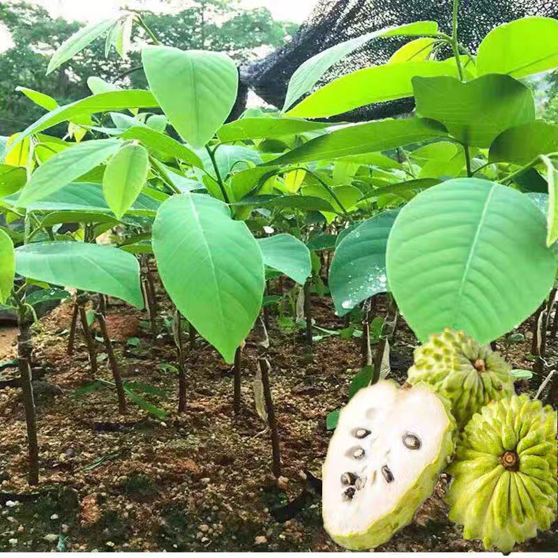 释迦果苗，植生苗，嫁接苗