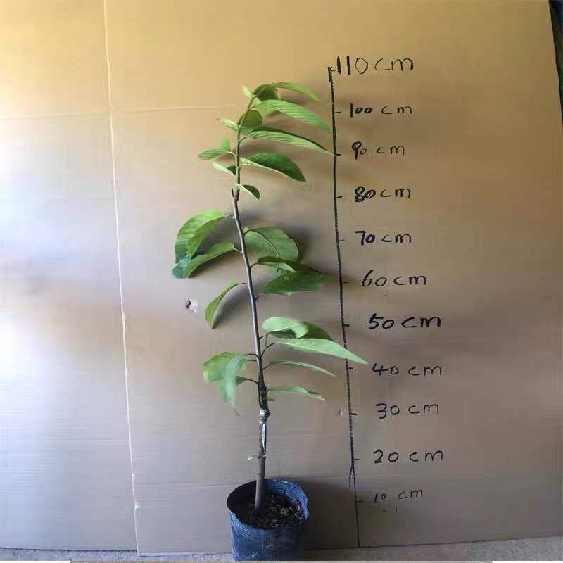 释迦果苗，植生苗，嫁接苗