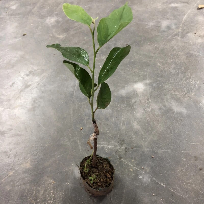 释迦果苗，植生苗，嫁接苗