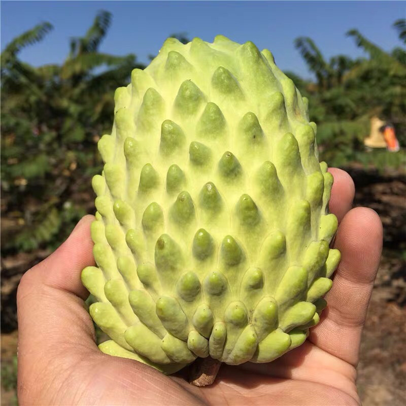 释迦果苗，植生苗，嫁接苗