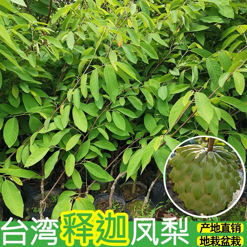 释迦果苗，植生苗，嫁接苗