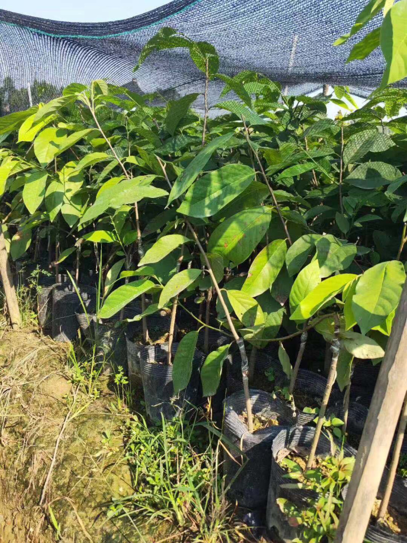 释迦果苗，植生苗，嫁接苗