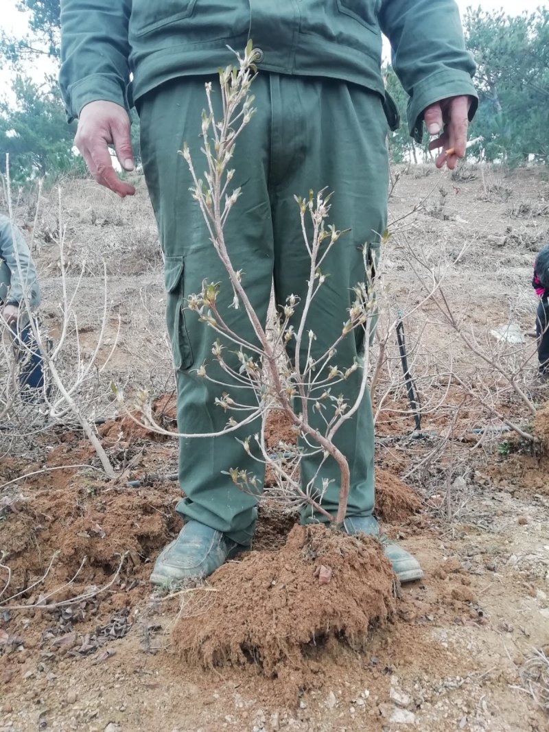 映山红（杜鹃）带花苞各种规格，下单24小时内发货。