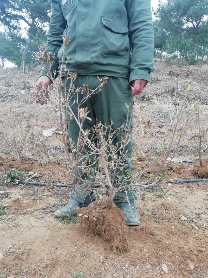映山红（杜鹃）带花苞各种规格，下单24小时内发货。