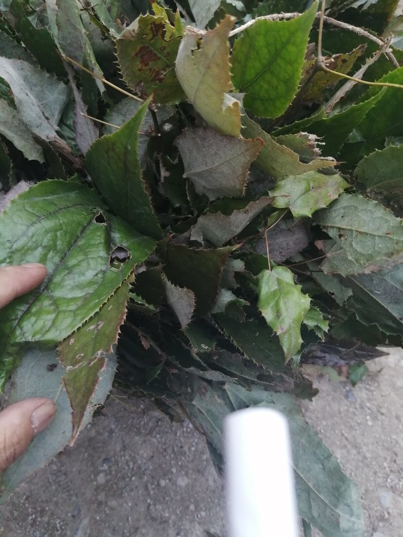 淫羊藿