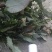 淫羊藿