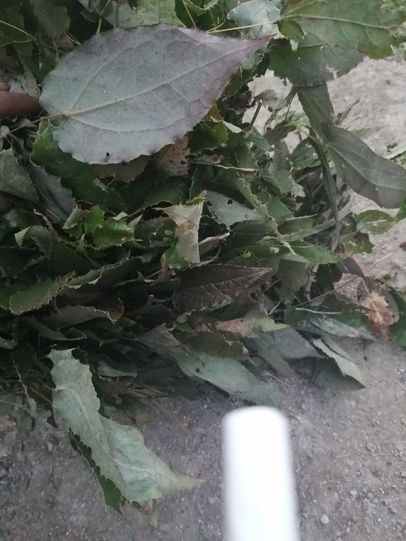 淫羊藿