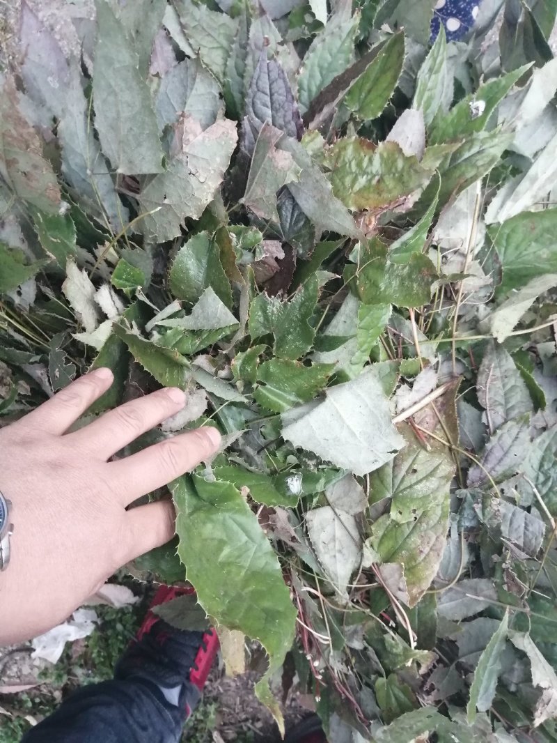 淫羊藿