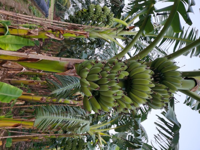 金粉香蕉
