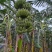 金粉香蕉