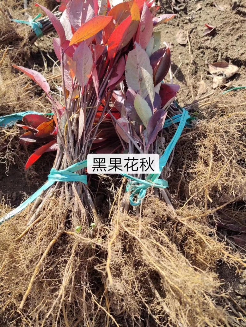 黑果花楸播种苗，大量供应可以全国快递邮寄欢迎订购