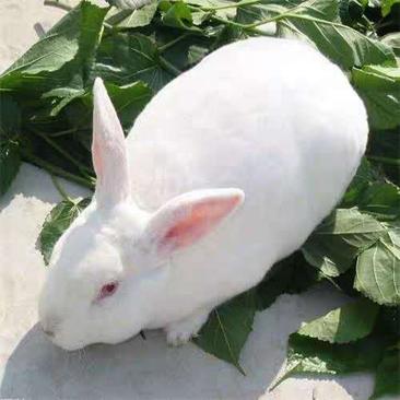 新西兰白色种兔35元一只包邮。