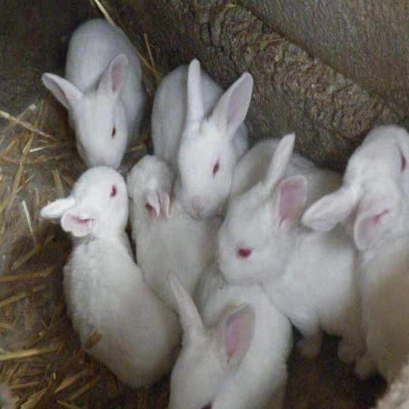 新西兰白色种兔35元一只包邮。