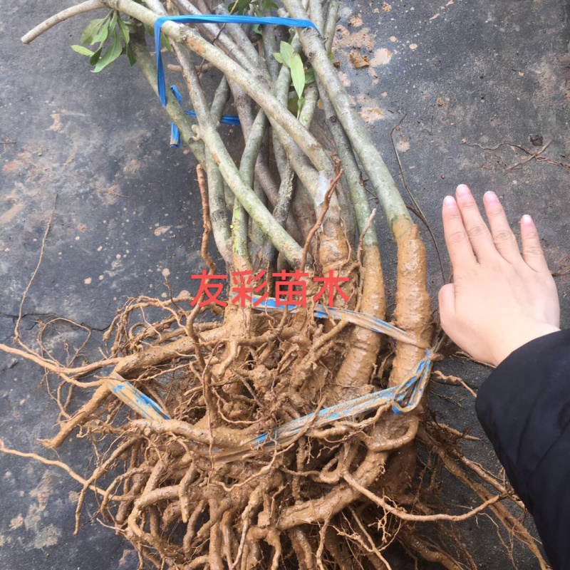 3年浙江台州正宗东魁杨梅苗嫁接苗