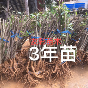 3年浙江台州正宗东魁杨梅苗嫁接苗
