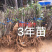 3年浙江台州正宗东魁杨梅苗嫁接苗