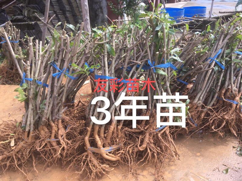 3年浙江台州正宗东魁杨梅苗嫁接苗