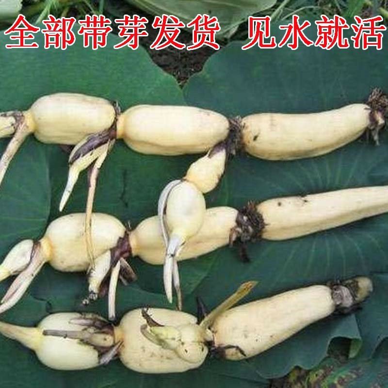 莲藕盆栽地栽都食用种藕苗观叶观花植物苗量大优惠