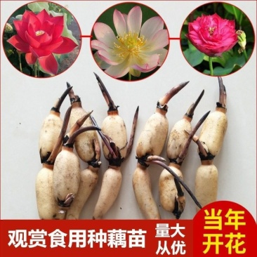 莲藕盆栽地栽都食用种藕苗观叶观花植物苗量大优惠
