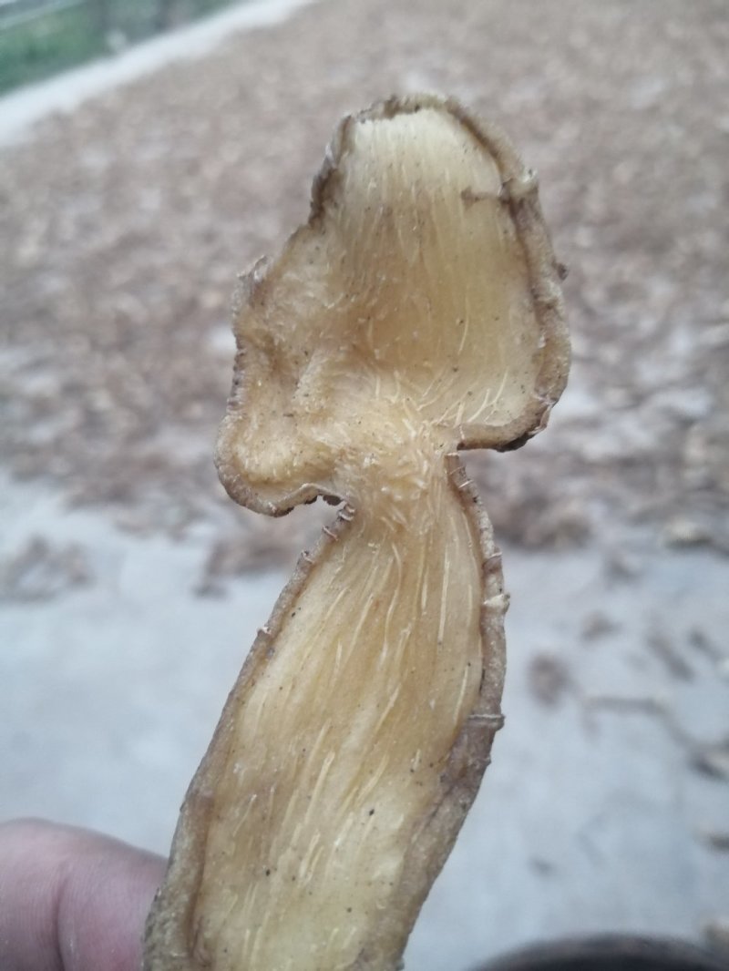 黄精