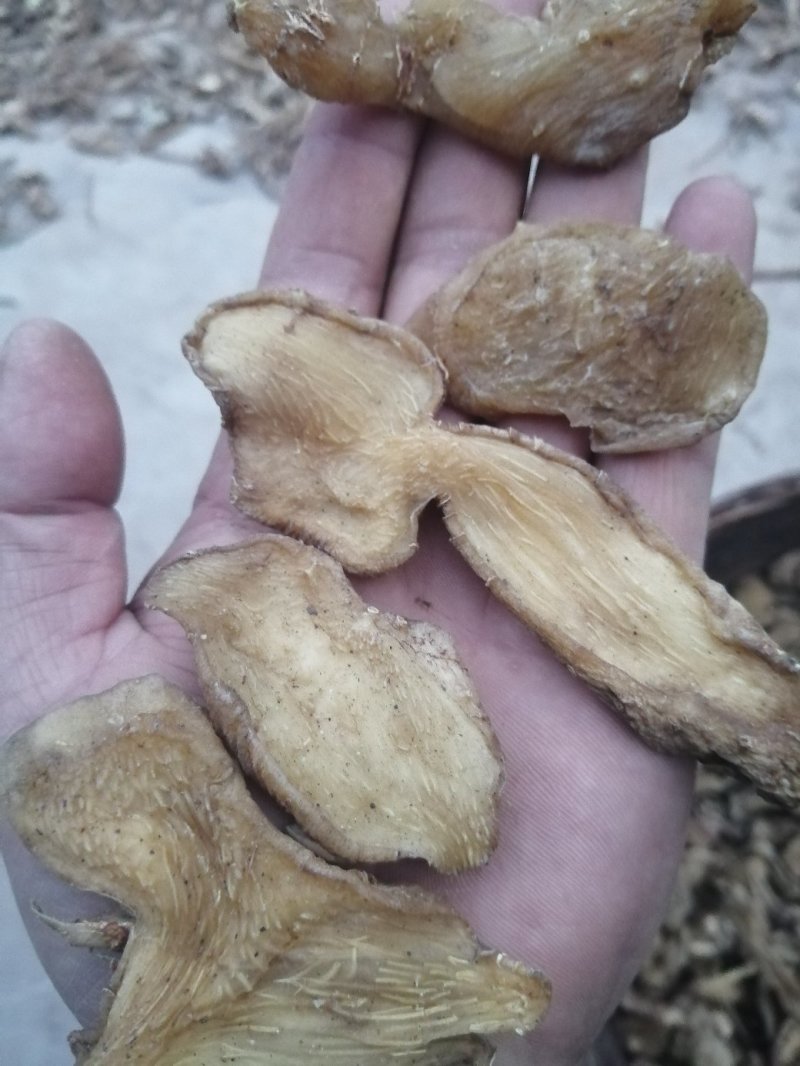 黄精