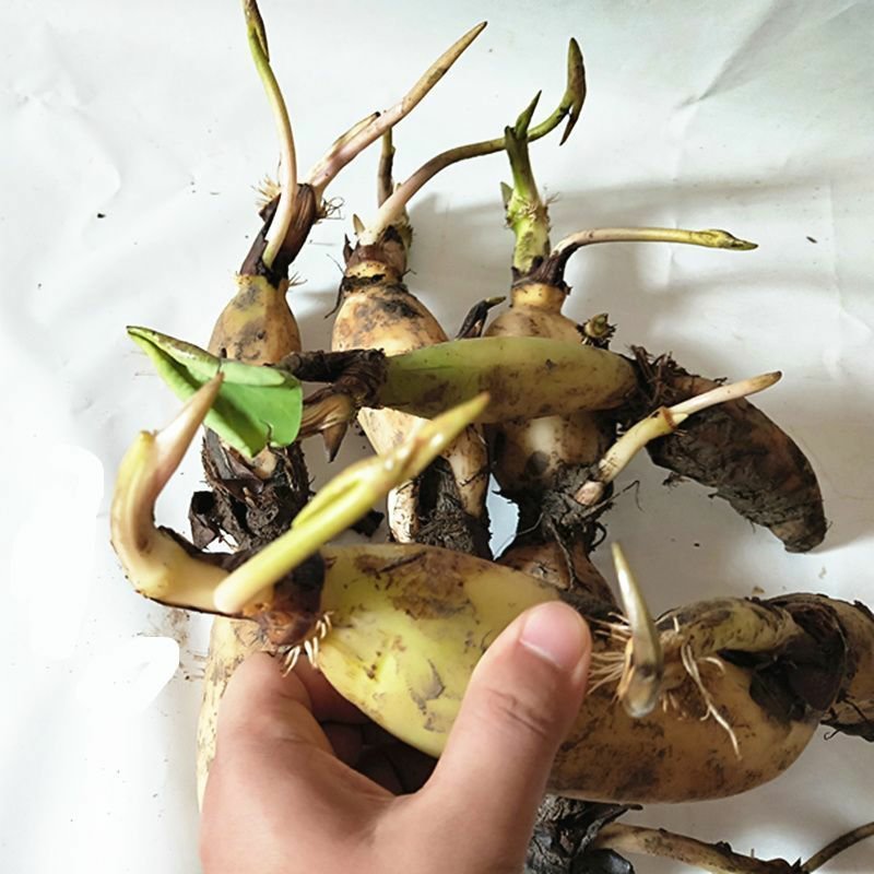 莲藕苗莲藕苗可以食用莲藕观叶观花植物苗量大优惠