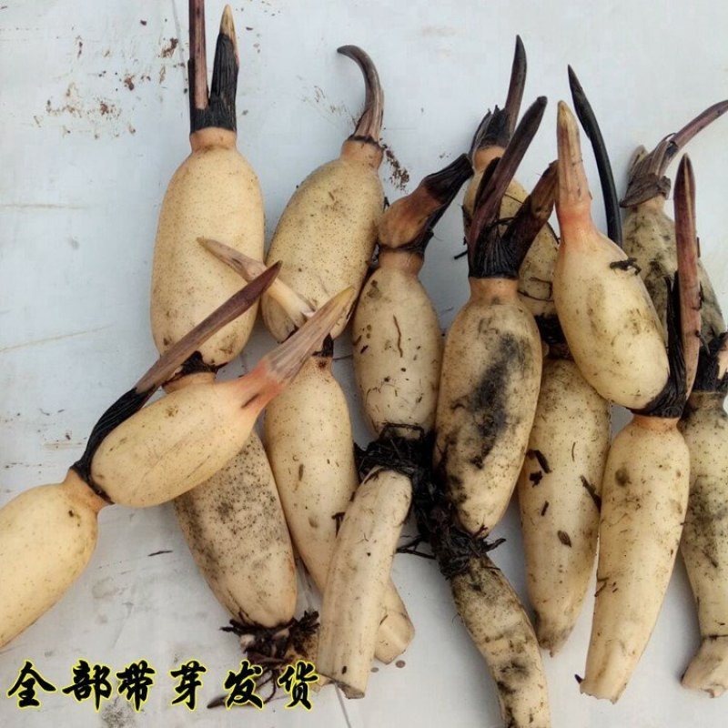 莲藕苗莲藕苗可以食用莲藕观叶观花植物苗量大优惠