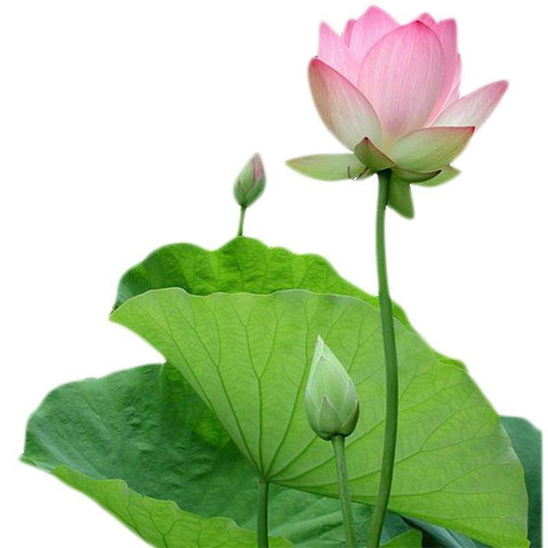 莲藕苗莲藕苗可以食用莲藕观叶观花植物苗量大优惠